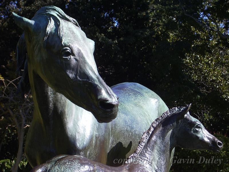 Horses, Royal Botanic Gardens IMGP2750.JPG